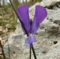 Viola merxmuelleri